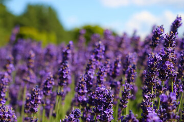 Purple blooming lavender field on a summer sunny day.