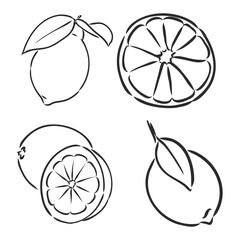 Ink hand drawn lemon isolated on white background. Vector illustration of highly detailed citrus fruits