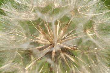 Seeds of a dandelion on a spring day in Germany.