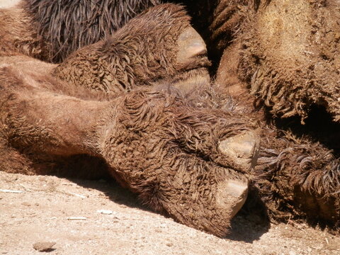 Cameltoi FREE cameltoe