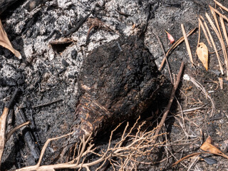 burnt timber from fire 