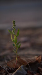 small plant 