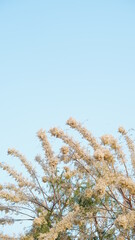 Big tree under clear sky