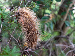 close up of a cone australian flora