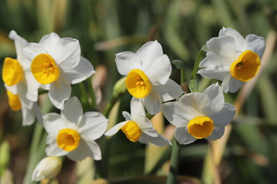 139 件の最適な フサザキスイセン 画像 ストック写真 ベクター Adobe Stock