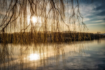 Spiegelung Silhouette Trauerweide bei Sonnenuntergang im See
