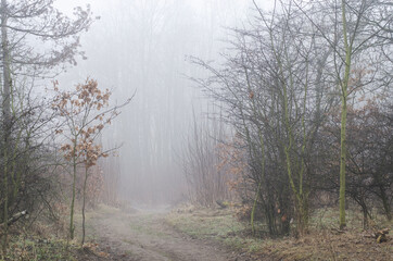 Obraz premium misty morning in the forest, path in the forest in the fog