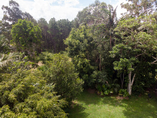 trees in the forest Australia