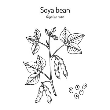 Soybean Illustrations ~ Stock Soybean Vectors & Clip Art | Pond5