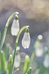 Obraz premium Februarstimmung