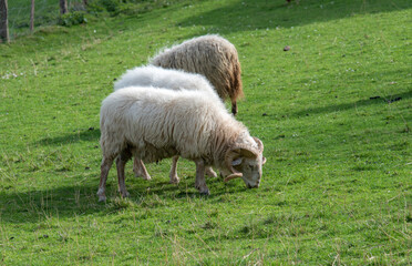 Obraz na płótnie Canvas sheep grazing free on the meadow