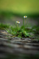 Gänseblümchen © Mirko