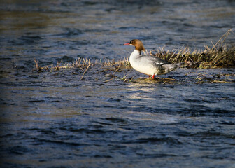 Weiblicher Gänsesäger (Mergus merganser) an einem Flusslauf, wild lebender Wasservogel
