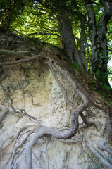 Tree Roots in Plitvice Lakes National Park, Croatia