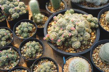 Cactus with lot of flower in the pot - 418678943