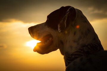 Hund im Sonnenuntergang
