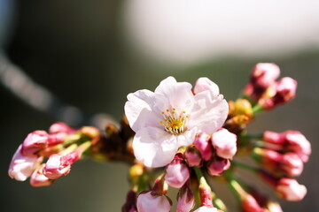 咲き始めた桜を見る休日