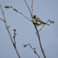 Blaumeise auf einem Ast sitzend zur Frühlingszeit, Cyanistes caeruleus