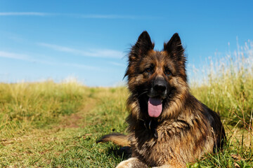 German shepherd dog lies on the grass and looks forward intently. The dog stuck out its tongue from the heat. Dog close up.