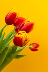 Bouquet of yellow - red tulips on a yellow background with copy space. Mother's day, womens day greeting card.