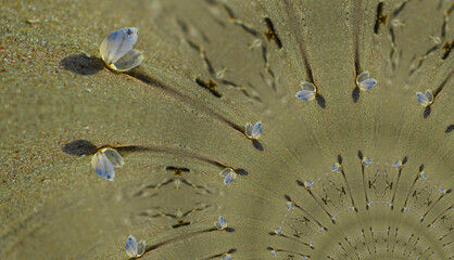 Muszelki na piasku w grafice fraktalnej © Gosiak