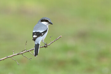Southern grey shrike male in heat plumage on its favorite perch in its breeding territory with the first light of dawn