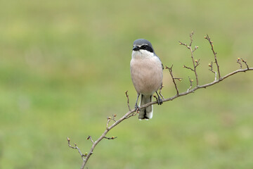 Fototapeta premium Southern grey shrike male in heat plumage on its favorite perch in its breeding territory with the first light of dawn