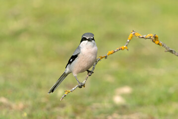 Southern grey shrike male in heat plumage on its favorite perch in its breeding territory with the first light of dawn