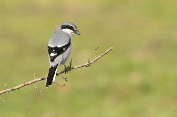 Southern grey shrike male in heat plumage on its favorite perch in its breeding territory with the first light of dawn