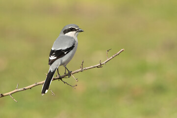 Southern grey shrike male in heat plumage on its favorite perch in its breeding territory with the first light of dawn