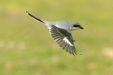 Southern grey shrike flying with the first morning lights in their breeding territory