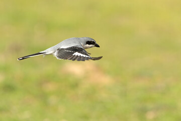 Southern grey shrike flying with the first morning lights in their breeding territory