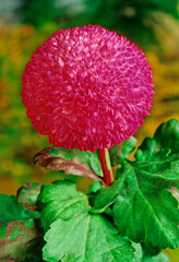 Chrysanthemum
