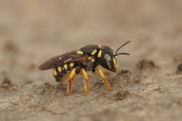 Closeup of a very small carder bee, Pseudoanthidium nanum in the Gard, France