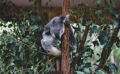 koala in tree © Zeo