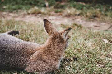 kangaroo