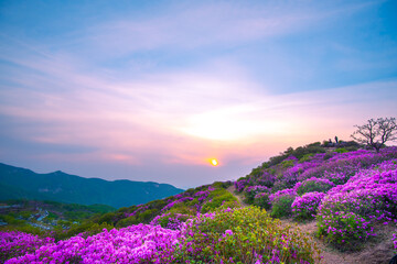 Fototapeta na wymiar Landscape sunrise Hapcheon Hwangmaesan Royal Azalea Festival South Korea