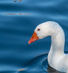 Close up of neck and head of goose against a lovely blue river