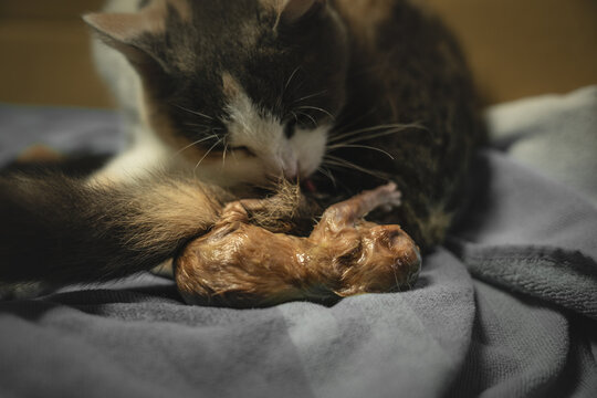 a mother cat gives birth to her kitten and licks it off. She cleans it and frees it from the umbilical cord
