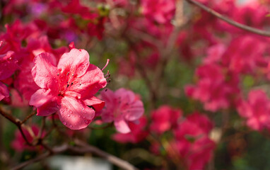 Blooming pink azalea flowers close-up (Rhododendron Hinodegiri).Beautiful bright azalea flowers. Floral background. Shot with shallow depth of field, selective focus.