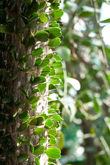 Close up of blooming Alluaudia procera (Madagascar ocotillo) cactus. A prickly bush with small green leaves and sharp thorns. Close-up of an unusual shaped cactus, a succulent from Madagascar.