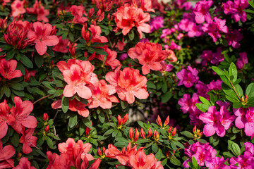 Blossoming  azalea flowers (Rhododendron Hinodegiri). Red and pink beautiful bright azalea flowers. Floral background. Blooming azalea bushes of different colors.