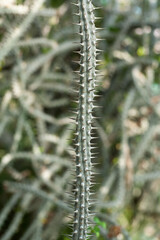 Alluaudia procera (Madagascar ocotillo), a prickly bush with sharp thorns. Close-up of an unusual shaped cactus, a succulent from Madagascar. Vertical photo.