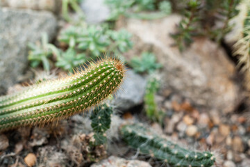 Green oblong cactus in the botanical garden. Desert Plants, Mexico. Blurred background, free space for text on the right.