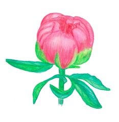 watercolor drawing, coral peony, white background, isolated drawing, botany