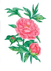 watercolor drawing, coral peony, white background, isolated drawing, interior painting