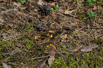 Small red chanterelle mushrooms hide in moss, fallen needles and leaves