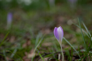 Single crocus with blurred background