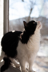 Domestic black-and-white cat, a protective net on the window, the cat is safe, will not fall out of the window. The cat looks up, hunts the bird, cat looks out the window. Mosquito net on the window.