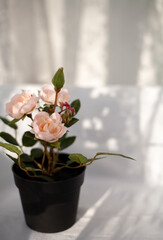 Artificial rose bouquet. Selective focus. Blurred background with shadows from curtains. Floral spring background. Light pink roses roses in a pot. Shadows from the morning sun.